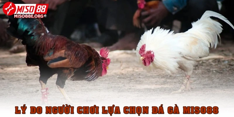 Lý do được hàng nghìn người chơi lựa chọn sảnh đá gà Miso88