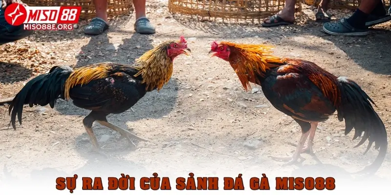 Sự ra đời của sảnh đá gà Miso88